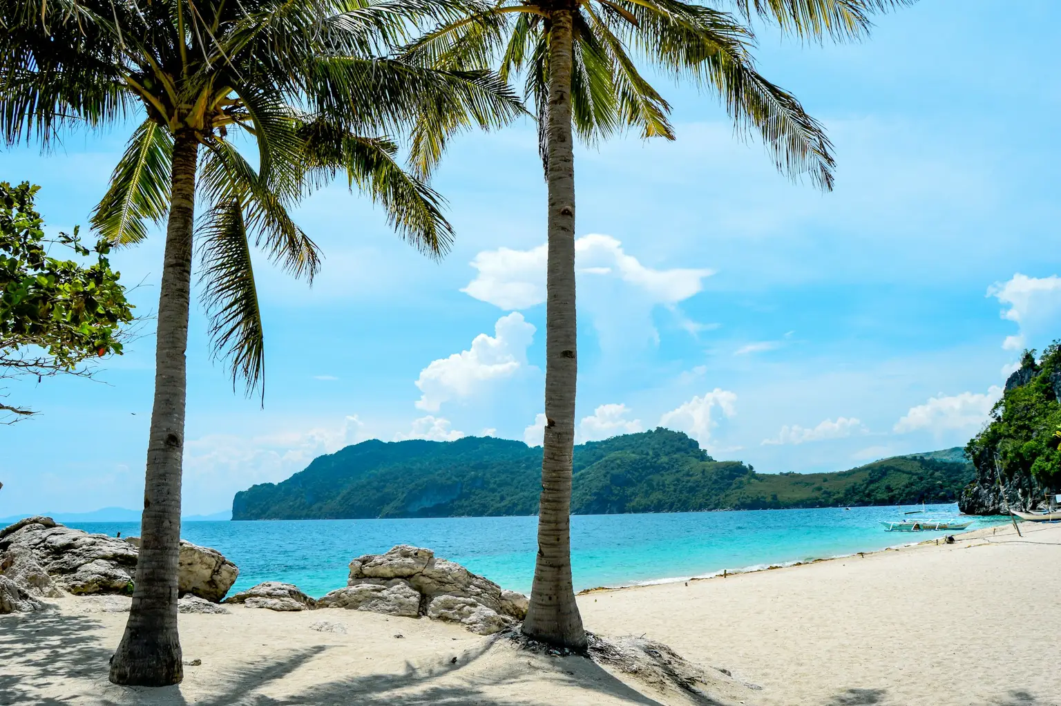 palm trees on a beach