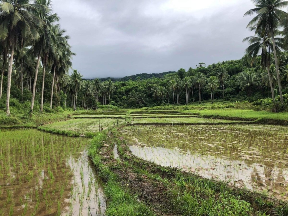 25 Hectares Agricultural Farm with River For Sale in Del Gallego, Camarines Sur