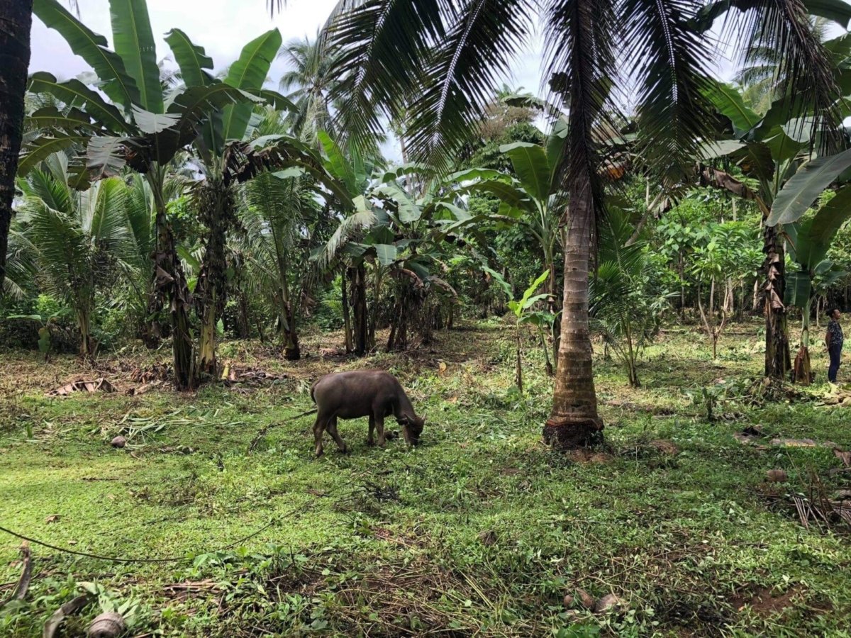 3.2 Hectares Agricultural Farm For Sale in Labo, Camarines Norte