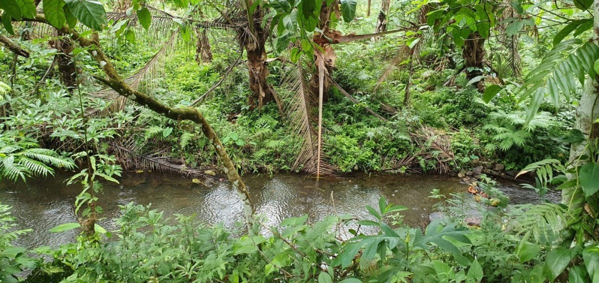 3.2 Hectares Agricultural Farm For Sale in Labo, Camarines Norte