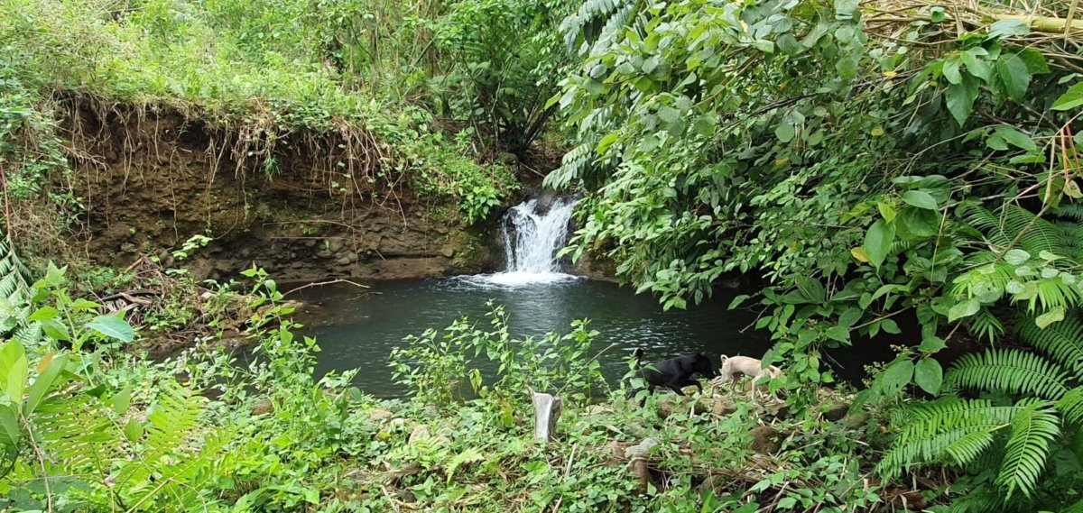 3.2 Hectares Agricultural Farm For Sale in Labo, Camarines Norte