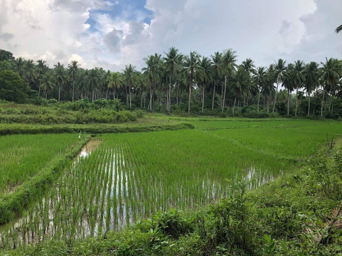 25 Hectares Agricultural Farm with River For Sale in Del Gallego, Camarines Sur
