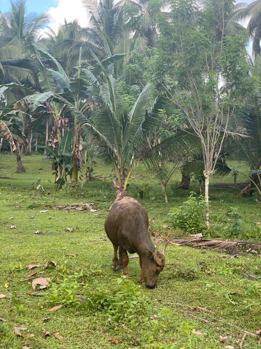 3.2 Hectares Agricultural Farm For Sale in Labo, Camarines Norte