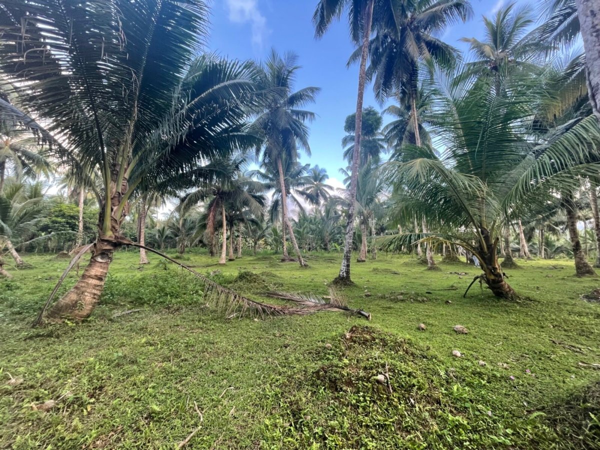 3.2 Hectares Agricultural Farm For Sale in Labo, Camarines Norte