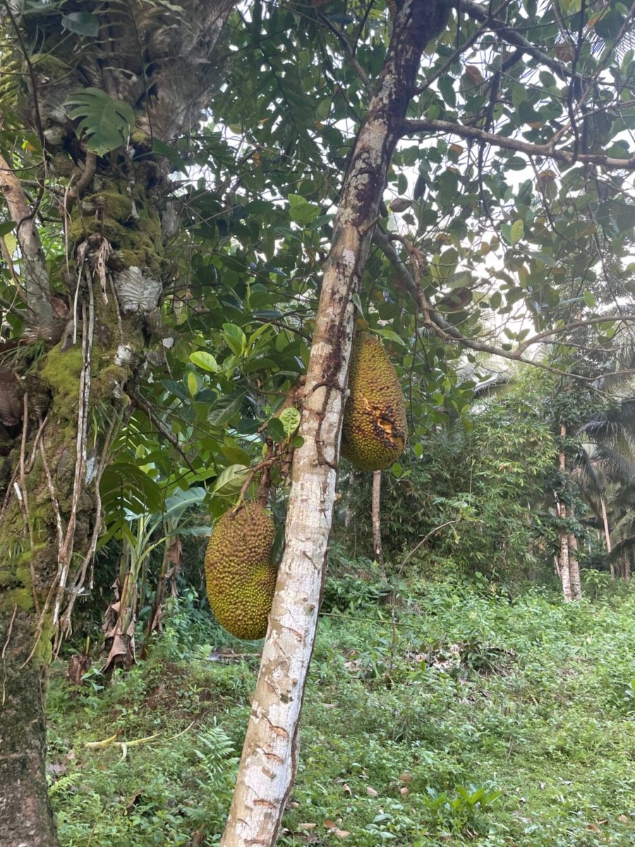 3.2 Hectares Agricultural Farm For Sale in Labo, Camarines Norte