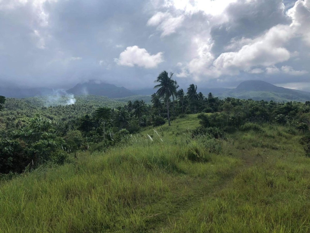 IMG_9151 3 Hectares Lot For Sale in Mercedes, Camarines Norte