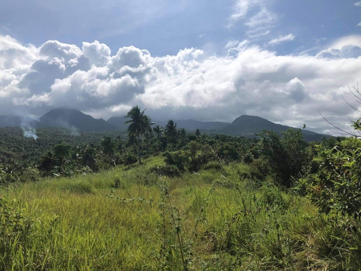 IMG_9161 3 Hectares Lot For Sale in Mercedes, Camarines Norte