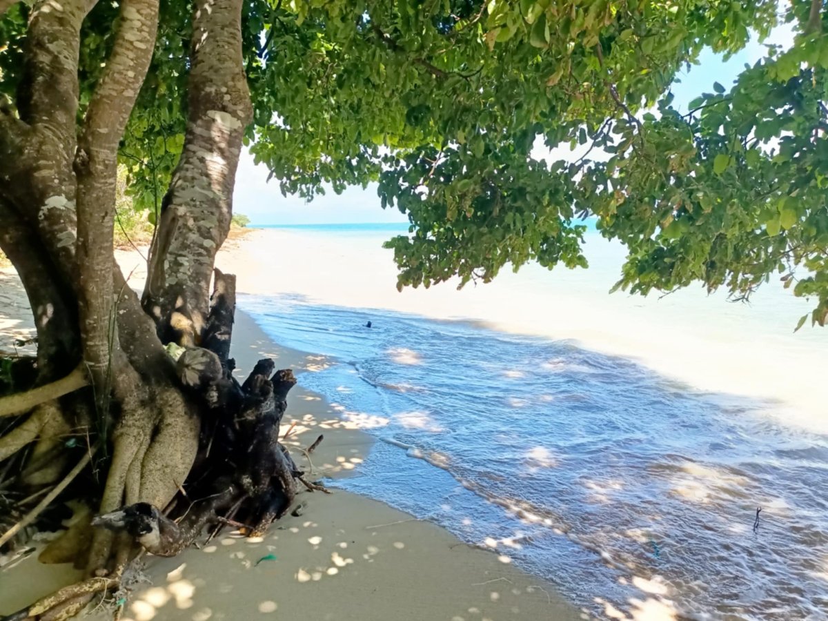 att.JfXXK4aJPZ_ozhlZIQtWTefIi95kaGB4nNPLx3pPpic 1.62 Hectares White Sand Beach Property For Sale in Siruma, Camarines Sur
