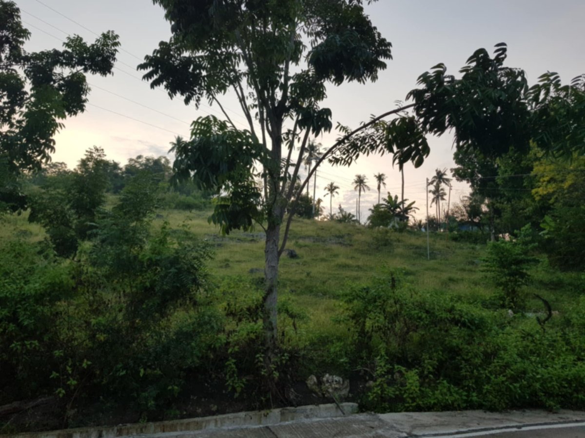 7674f29c-242c-40e7-ab07-406c06b42681 6 HECTARES LOT FOR SALE IN LAMBUG, BADIAN CEBU