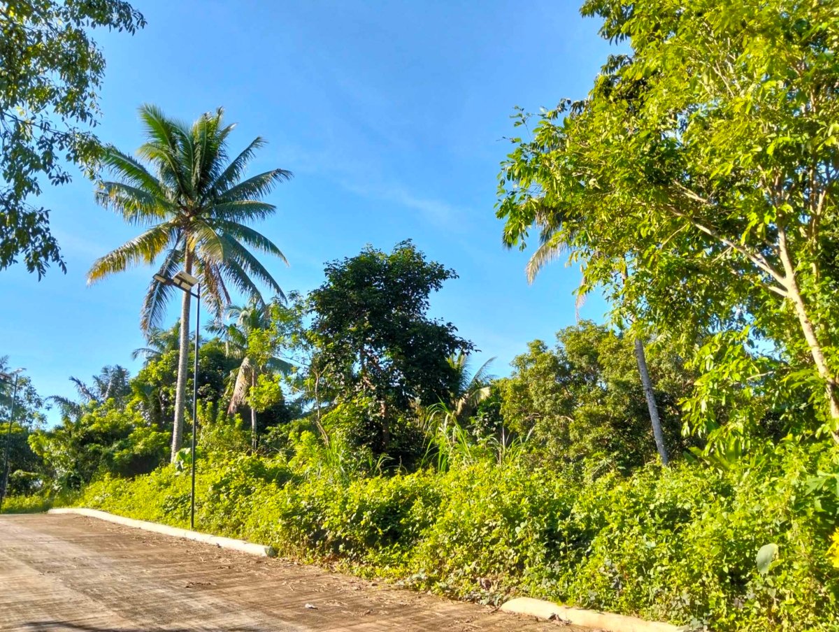 A 244 sqm, Residential Farm lot for sale with Guard House and cemented road