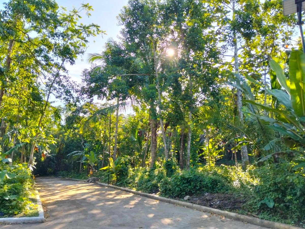 244 sqm Farmlot for sale with cold weather and with fertile soil near Tagaytay