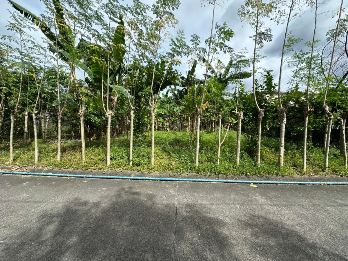 IMG_0633 Deparo, Caloocan BF Homes Phase 3