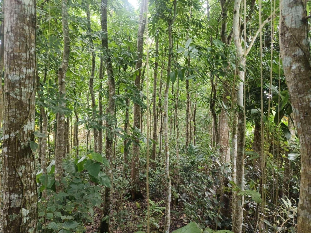 Lot for Sale (2198sqm) -Silang Cavite