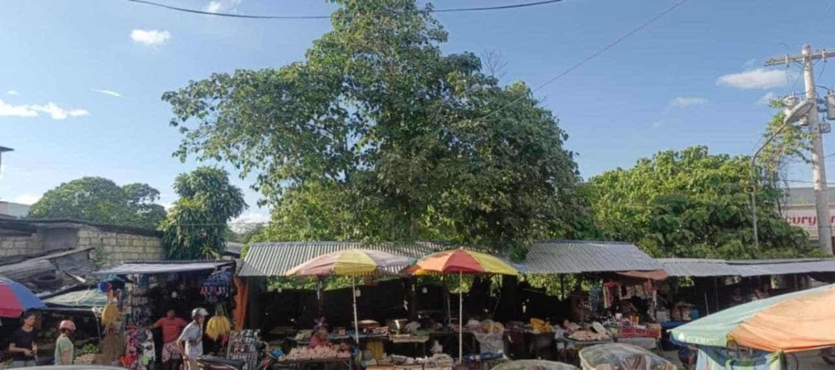 photo_2025-10-02 10.47.55 Commercial Lot For Rent in Tuguegarao Cagayan – 1,929 sqm