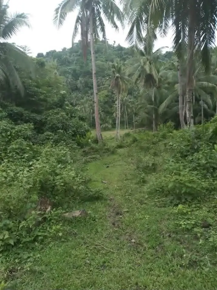 RUSH SALE- Roadside Agricultural Land