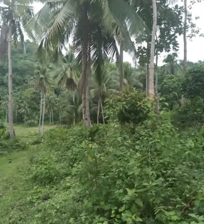 RUSH SALE- Roadside Agricultural Land