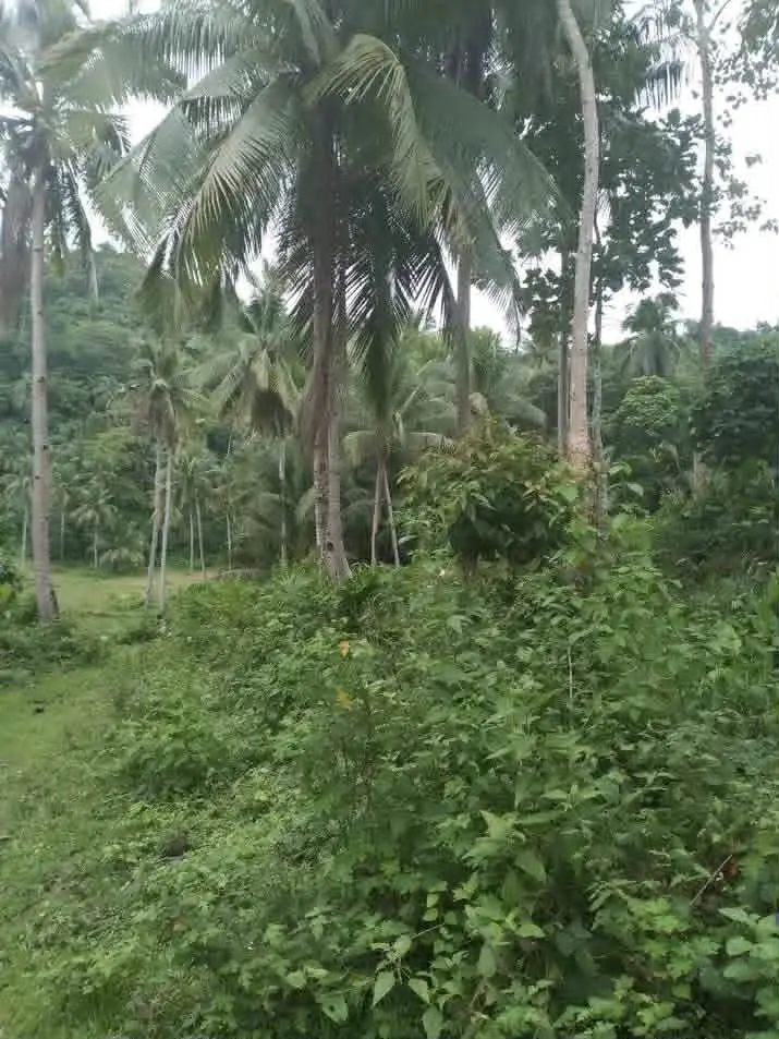 RUSH SALE- Roadside Agricultural Land