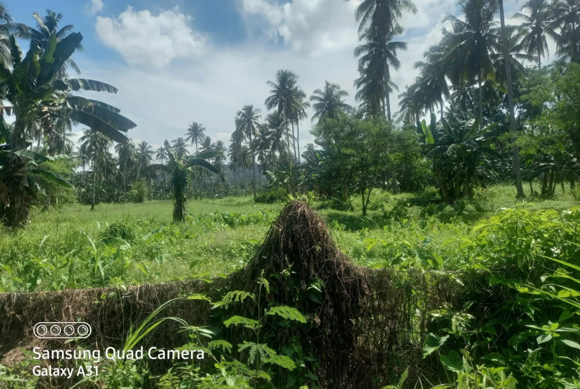 155,911sqm Agri Land in Matina, Biao