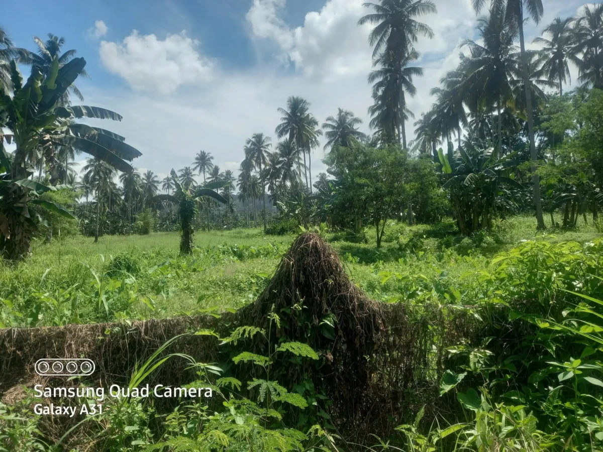 568640350_850049337701118_5061986630454382501_n 155,911sqm Agri Land in Matina, Biao