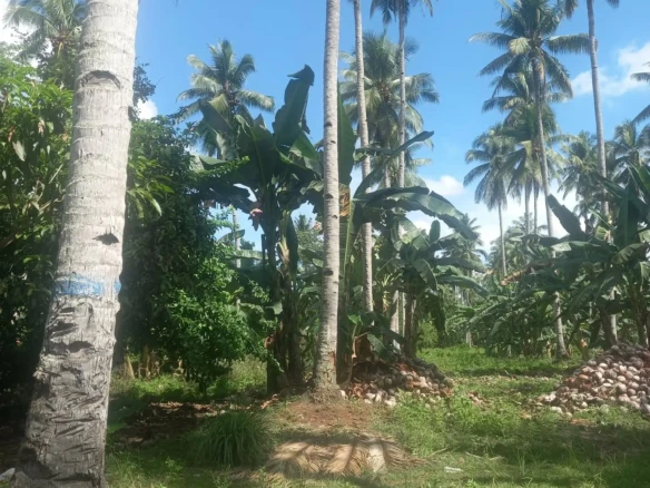 155,911sqm Agri Land in Matina, Biao