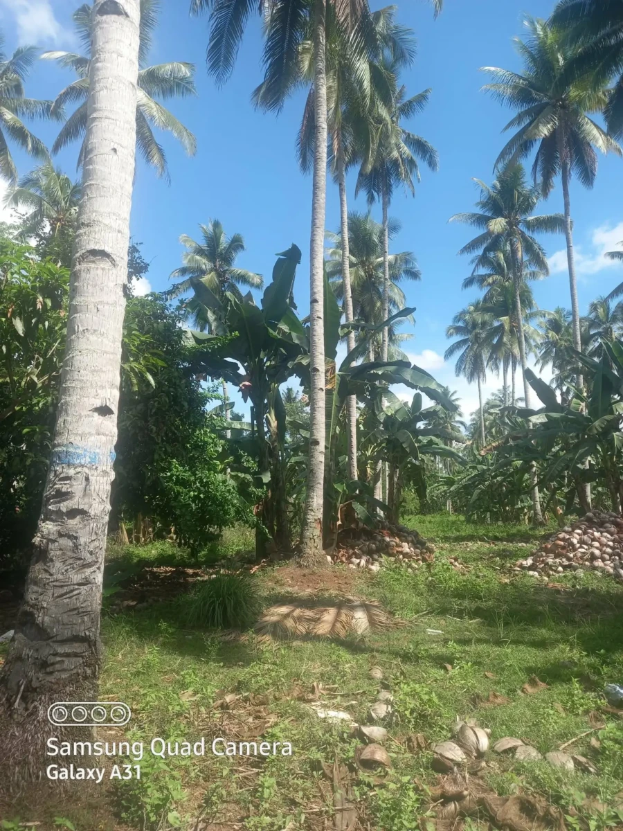 569764488_1318151076294717_1306168450237004487_n 155,911sqm Agri Land in Matina, Biao