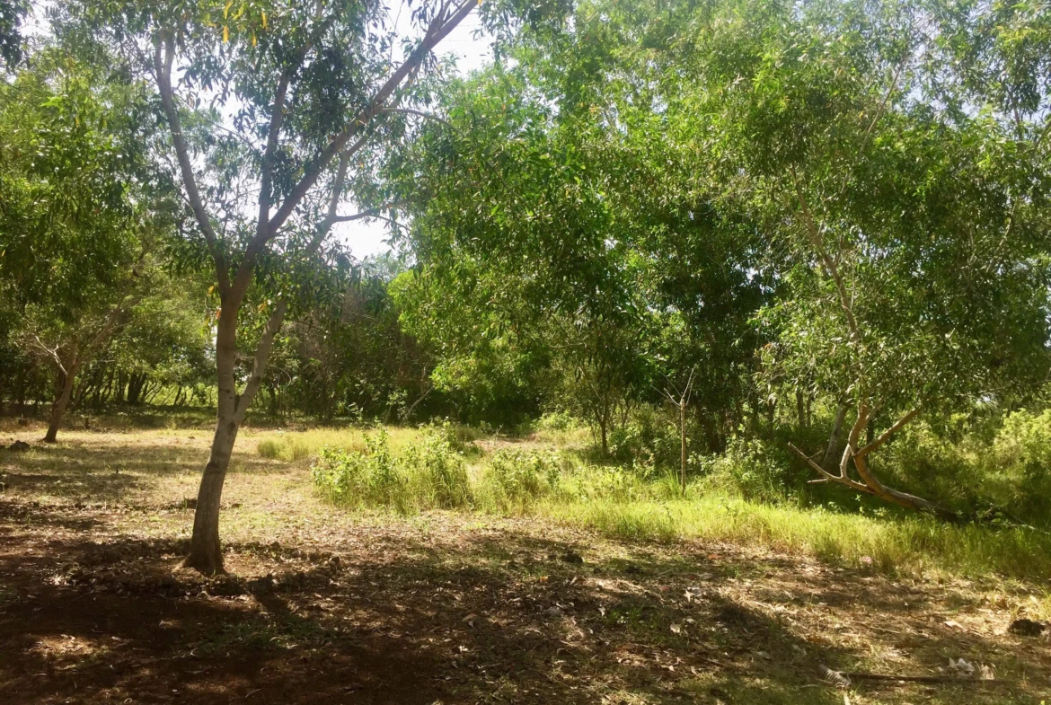 2200sqm lot for sale on Panglao Island!