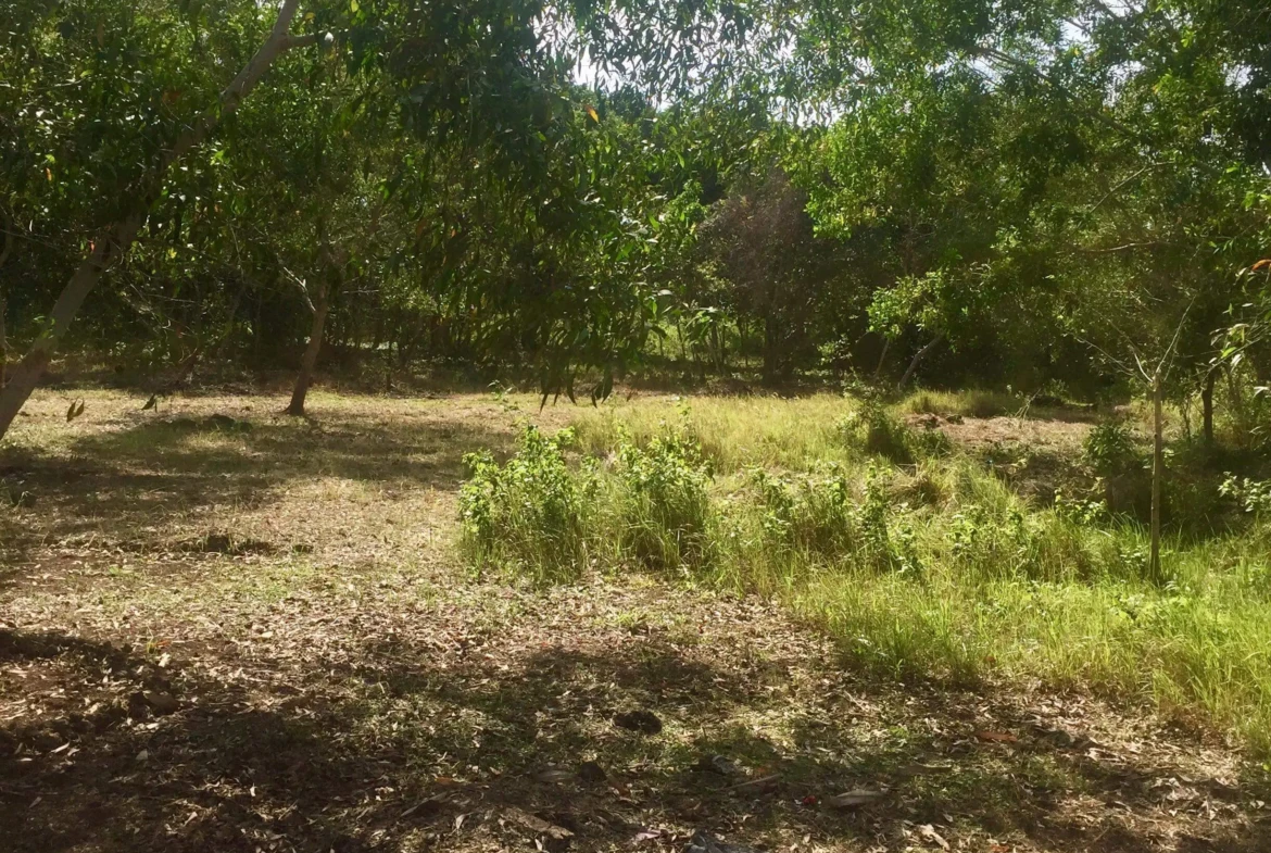 2200sqm lot for sale on Panglao Island!