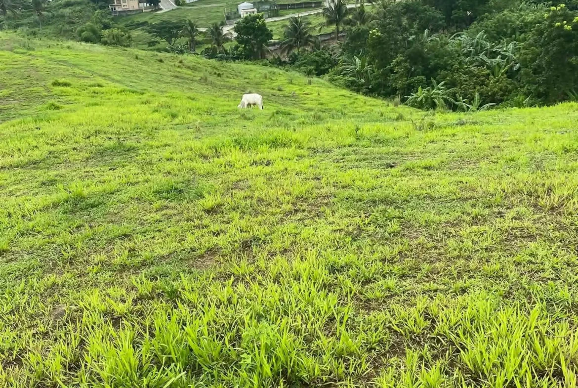 1,000 SQUARE METER TAGAYTAY CITY NEAR PICNIC GROVE