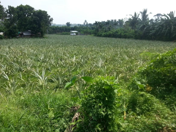 Approx. 6,000 sqm Vacant Lot for Sale – San Pablo City, Laguna