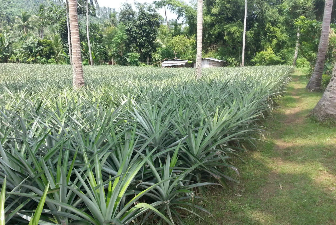 Approx. 6,000 sqm Vacant Lot for Sale – San Pablo City, Laguna