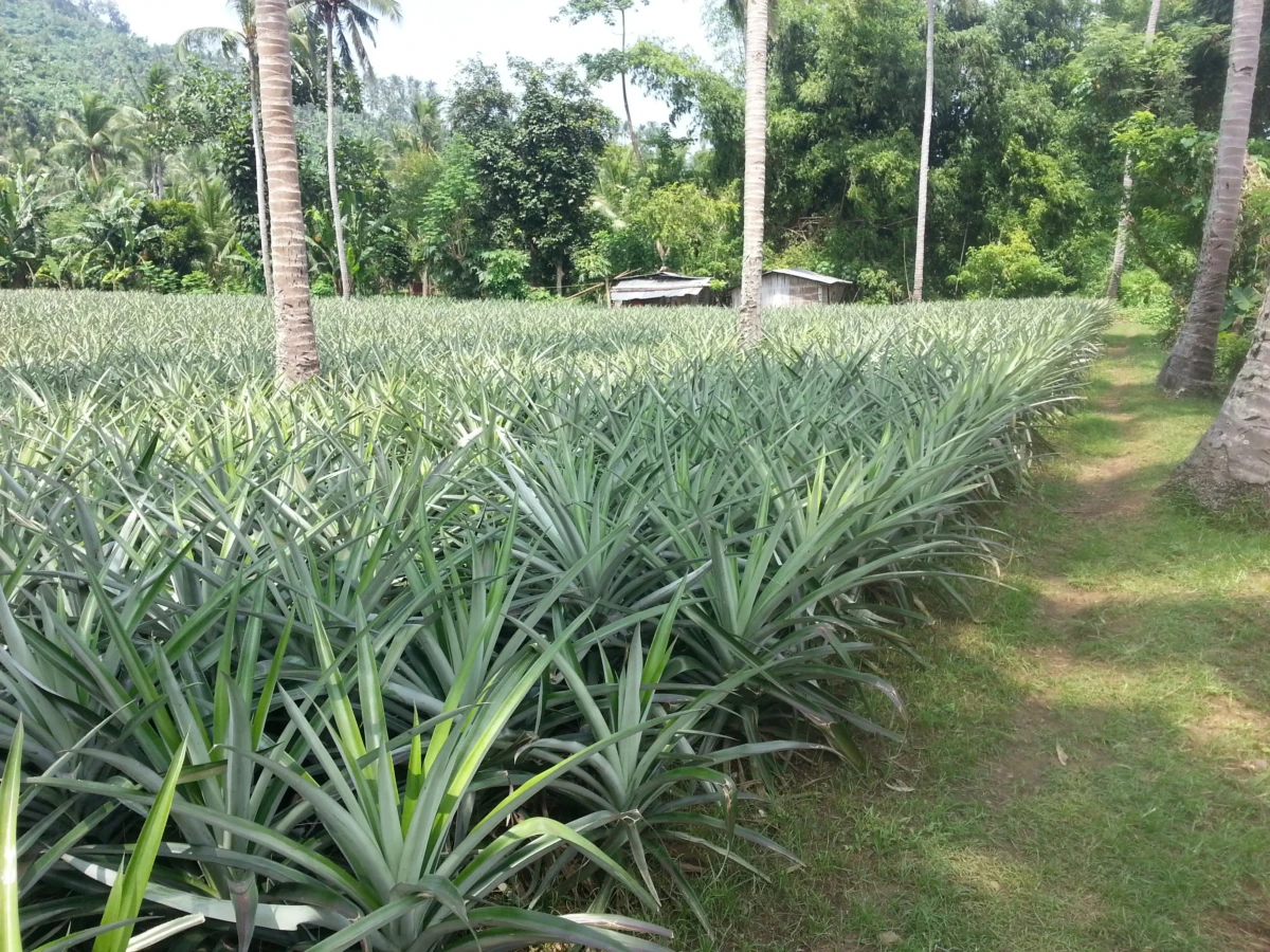 Approx. 6,000 sqm Vacant Lot for Sale – San Pablo City, Laguna